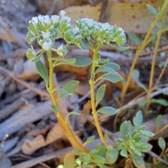 Poranthera microphylla at Tuggeranong, ACT - 22 Oct 2023