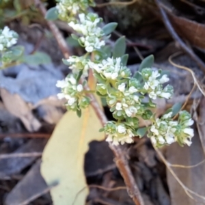 Poranthera microphylla at Tuggeranong, ACT - 22 Oct 2023