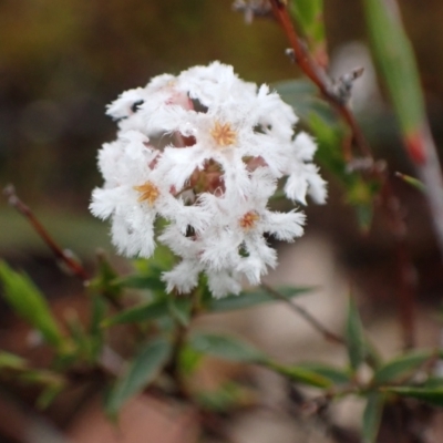 Leucopogon virgatus (Common Beard-heath) at Bellfield, VIC - 16 Oct 2023 by AnneG1