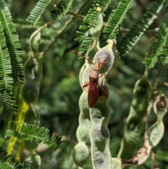 Hamedius incarnatus (Broad-headed Bug) at Higgins, ACT - 21 Oct 2023 by MattM