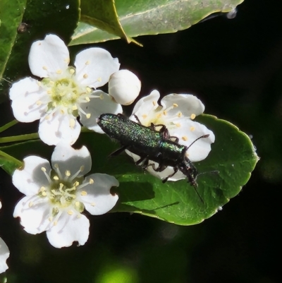 Eleale aspera (Clerid beetle) at Ainslie, ACT - 22 Oct 2023 by sascha