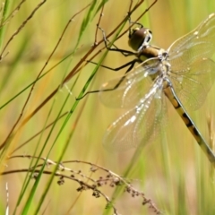 Hemicordulia tau (Tau Emerald) at Belconnen, ACT - 22 Oct 2023 by Thurstan