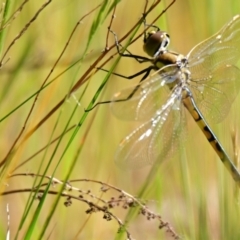 Hemicordulia tau (Tau Emerald) at The Pinnacle - 21 Oct 2023 by Thurstan