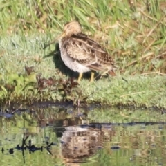Gallinago hardwickii (Latham's Snipe) at Fyshwick, ACT - 22 Oct 2023 by JimL
