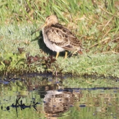 Gallinago hardwickii (Latham's Snipe) at Jerrabomberra Wetlands - 21 Oct 2023 by JimL