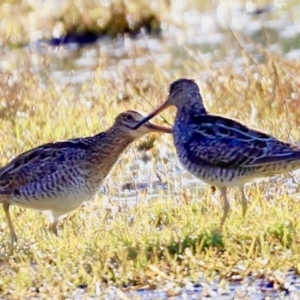 Gallinago hardwickii at Fyshwick, ACT - suppressed