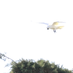 Cacatua galerita at Fyshwick, ACT - 22 Oct 2023