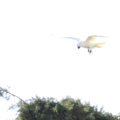 Cacatua galerita (Sulphur-crested Cockatoo) at Fyshwick, ACT - 22 Oct 2023 by JimL