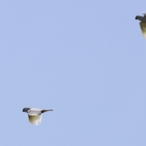 Cacatua galerita at Fyshwick, ACT - 22 Oct 2023