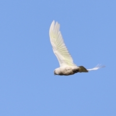 Cacatua sanguinea (Little Corella) at Fyshwick, ACT - 22 Oct 2023 by JimL