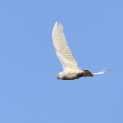 Cacatua sanguinea (Little Corella) at Jerrabomberra Wetlands - 21 Oct 2023 by JimL