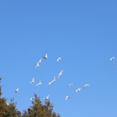 Cacatua sanguinea at Fyshwick, ACT - 22 Oct 2023