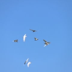 Cacatua sanguinea at Fyshwick, ACT - 22 Oct 2023