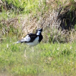 Grallina cyanoleuca at Fyshwick, ACT - 22 Oct 2023