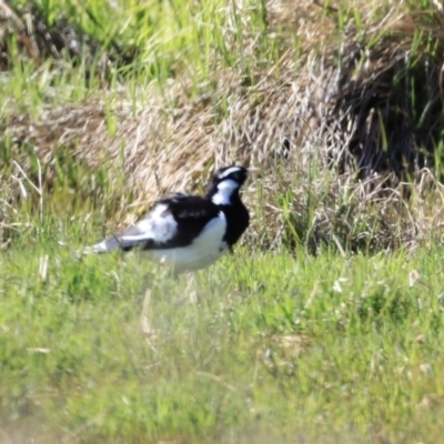 Grallina cyanoleuca (Magpie-lark) at Fyshwick, ACT - 22 Oct 2023 by JimL