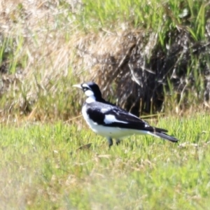 Grallina cyanoleuca at Fyshwick, ACT - 22 Oct 2023