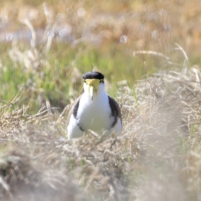 Vanellus miles (Masked Lapwing) at Fyshwick, ACT - 22 Oct 2023 by JimL