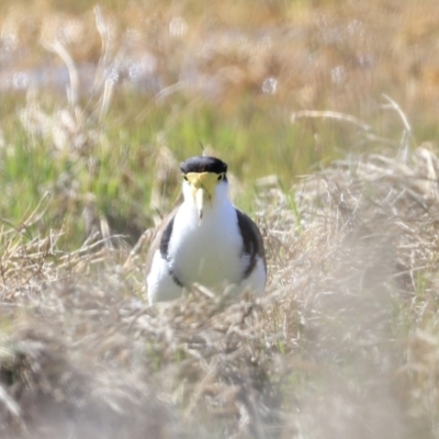 Vanellus miles (Masked Lapwing) at Fyshwick, ACT - 21 Oct 2023 by JimL