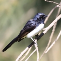 Rhipidura leucophrys (Willie Wagtail) at Fyshwick, ACT - 21 Oct 2023 by JimL