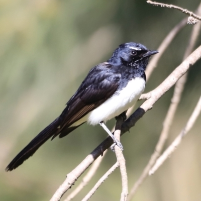 Rhipidura leucophrys (Willie Wagtail) at Fyshwick, ACT - 21 Oct 2023 by JimL