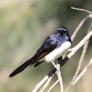 Rhipidura leucophrys at Fyshwick, ACT - 22 Oct 2023