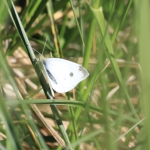 Pieris rapae at Fyshwick, ACT - 22 Oct 2023 09:15 AM