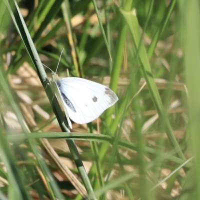 Pieris rapae (Cabbage White) at Fyshwick, ACT - 22 Oct 2023 by JimL