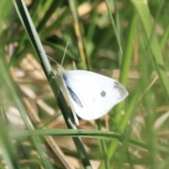 Pieris rapae at Fyshwick, ACT - 22 Oct 2023 09:15 AM