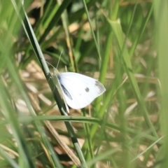 Pieris rapae at Fyshwick, ACT - 22 Oct 2023 09:15 AM