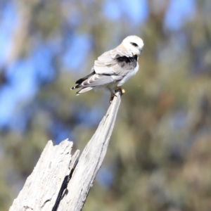 Elanus axillaris at Fyshwick, ACT - 22 Oct 2023