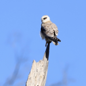 Elanus axillaris at Fyshwick, ACT - 22 Oct 2023