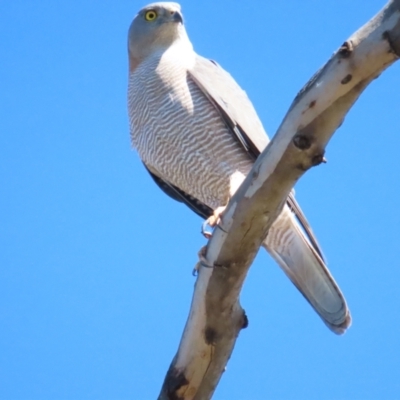 Accipiter fasciatus (Brown Goshawk) at Red Hill, ACT - 21 Oct 2023 by BenW