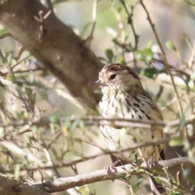 Pyrrholaemus sagittatus (Speckled Warbler) at Red Hill, ACT - 21 Oct 2023 by BenW