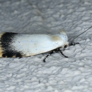 Unnamed genus and species at Ainslie, ACT - 21 Oct 2023 10:34 PM