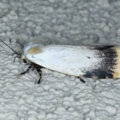 Unnamed genus and species at Ainslie, ACT - 21 Oct 2023 10:34 PM