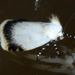 Unnamed genus and species at Ainslie, ACT - 21 Oct 2023 10:34 PM