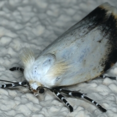 Unnamed genus and species at Ainslie, ACT - 21 Oct 2023 10:34 PM