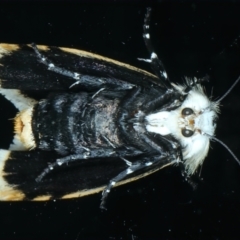 Unnamed genus and species at Ainslie, ACT - 21 Oct 2023 10:34 PM