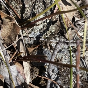 Diuris sulphurea at Tuggeranong, ACT - 22 Oct 2023