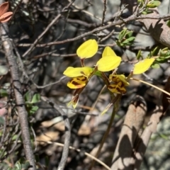 Diuris sulphurea at Tuggeranong, ACT - 22 Oct 2023