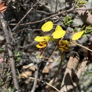 Diuris sulphurea at Tuggeranong, ACT - 22 Oct 2023