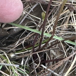 Viola betonicifolia at Cook, ACT - 22 Oct 2023 01:13 PM