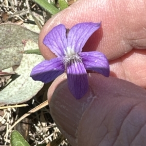 Viola betonicifolia at Cook, ACT - 22 Oct 2023 01:13 PM