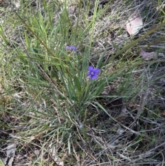 Viola betonicifolia at Cook, ACT - 22 Oct 2023 01:13 PM