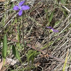 Viola betonicifolia at Cook, ACT - 22 Oct 2023 01:13 PM