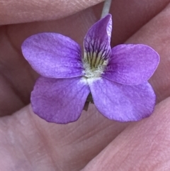 Viola betonicifolia at Cook, ACT - 22 Oct 2023 01:13 PM