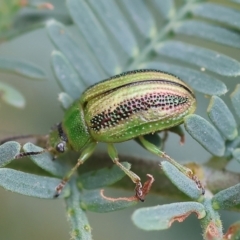 Calomela vittata (Acacia leaf beetle) at Yackandandah, VIC - 21 Oct 2023 by KylieWaldon