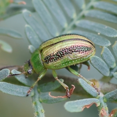 Calomela vittata (Acacia leaf beetle) at Yackandandah, VIC - 21 Oct 2023 by KylieWaldon