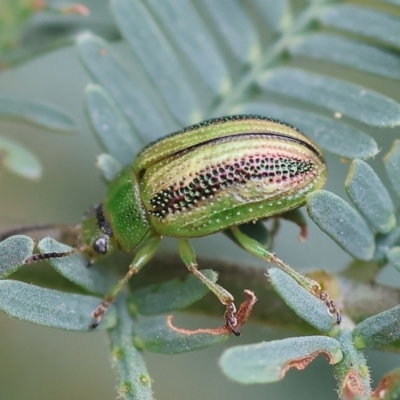 Calomela vittata (Acacia leaf beetle) at Yackandandah, VIC - 22 Oct 2023 by KylieWaldon