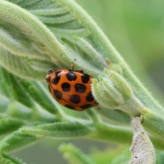 Harmonia conformis (Common Spotted Ladybird) at Yackandandah, VIC - 22 Oct 2023 by KylieWaldon